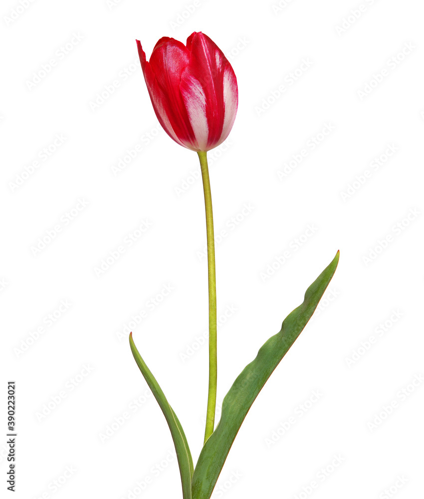 Red and white tulip isolated on white
Red and white tulip isolated on white