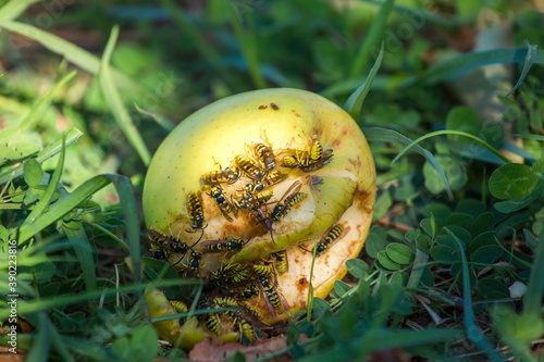 A rotting apple on the ground. Bees are on the apple.