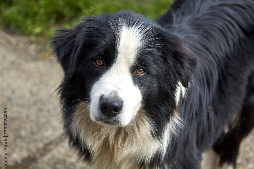 faithful dog looks attentively at his owner