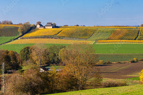 Beautiful view over the Jekervallei (english Jekervalley) in Maastricht with the local vineyards turning to the warm autumn colours giving a very idyllic feeling full of nostalgia.