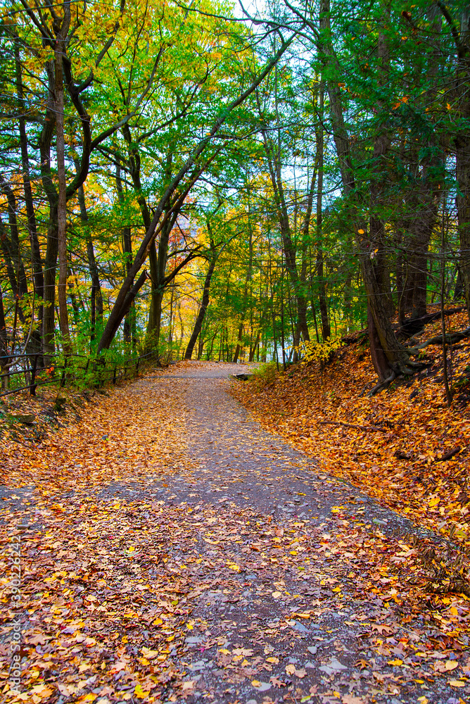 autumn nature in the forest autumn nature in the forest
