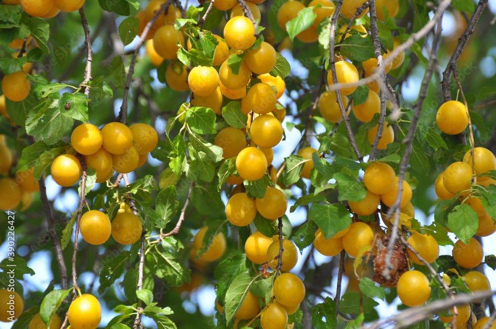 On the branch ripen fruits of plums (Prunus cerasifera). On the branch ripen fruits of plums (Prunus cerasifera).