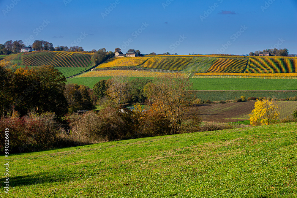 Fototapeta premium Beautiful view over the Jekervallei (english Jekervalley) in Maastricht with the local vineyards turning to the warm autumn colours giving a very idyllic feeling full of nostalgia.