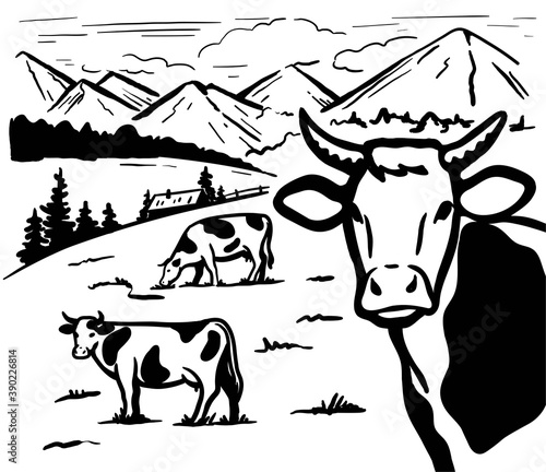grazing livestock in the Alpine valley. silhouettes of cows on a background of mountains