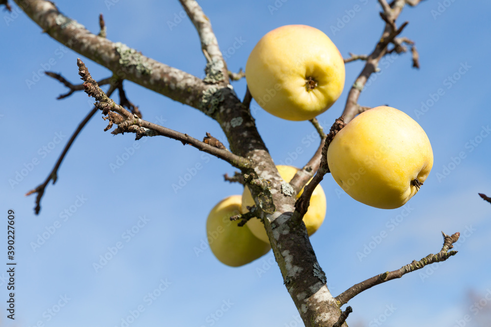 Yellow apples are on branch under blue sky Yellow apples are on branch under blue sky