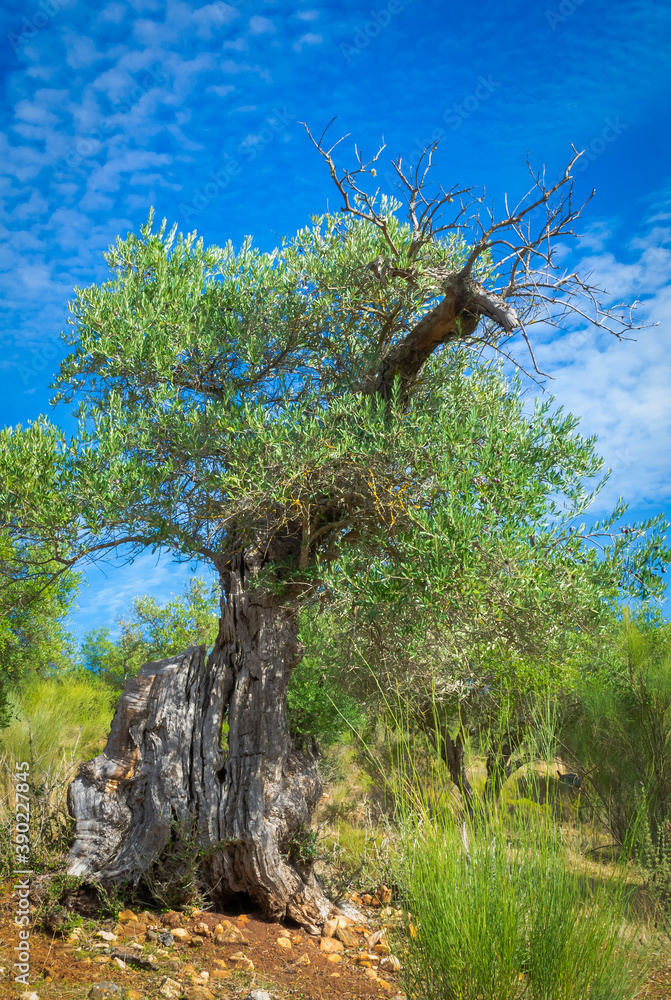 Drying old olive tree against blue sky