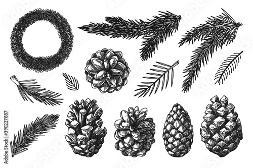 Christmas wreath and branches of different plants isolated on white background. Sketch