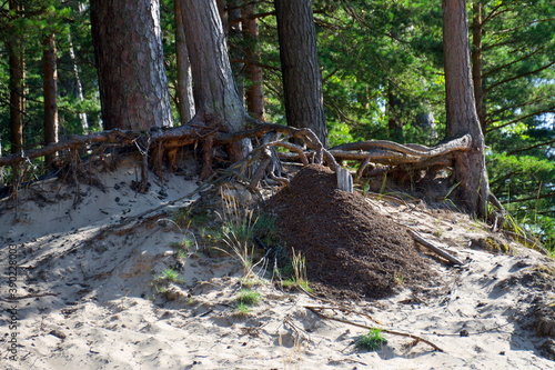Large anthill on the sandy shore of the lake.