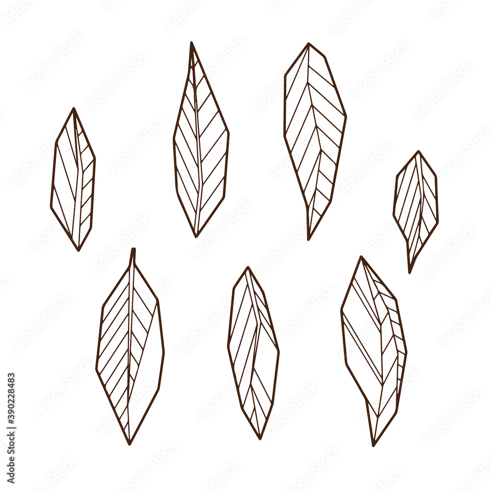 Fototapeta premium Hand drawind geometrical leaves, Ylang-Ilang leaves line art