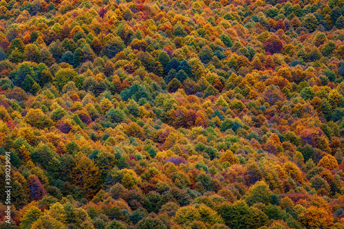 Beech forest in autumn. Brown colors and foliage