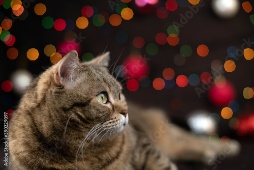 The cat lies on a dark background with multi-colored glowing garlands.