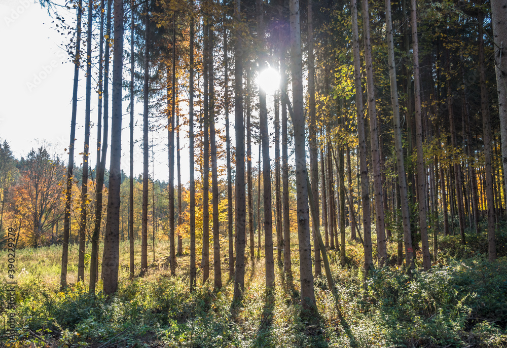 Fototapeta premium Rodung im Mischwald