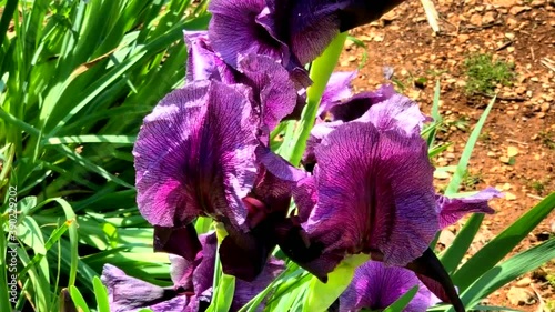 Gilboa iris. Iris haynei Baker. Gilboa Iris Blooming in the natural environment. Israel, HD photo