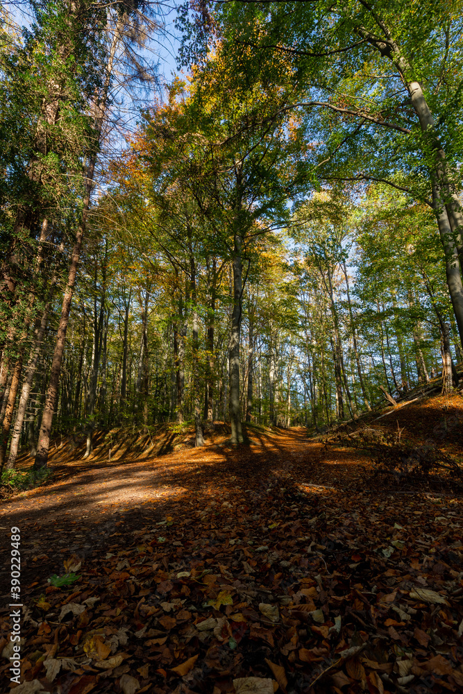 A beam of sun light coming through the trees in the forest. The ray of sun lightens the brown leaves which cover the ground on the track at the Sint Pietersberg (english st. Pietershill) in Maastricht A beam of sun light coming through the trees in the forest. The ray of sun lightens the brown leaves which cover the ground on the track at the Sint Pietersberg (english st. Pietershill) in Maastricht