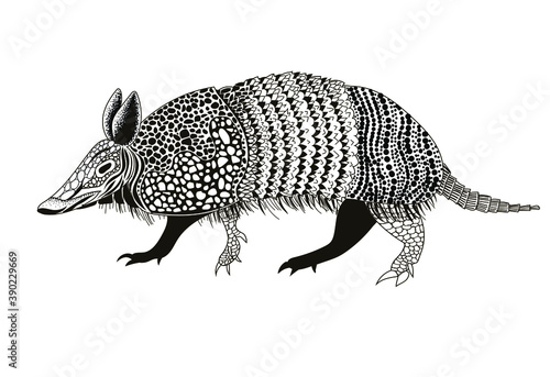 The animal armadillo is drawn in black. Isolated over white background. Stock vector illustration.