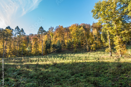 Fototapeta Naklejka Na Ścianę i Meble -  Wiederaufforstung durch anpflanzen von Jungbäumen im Mischwald