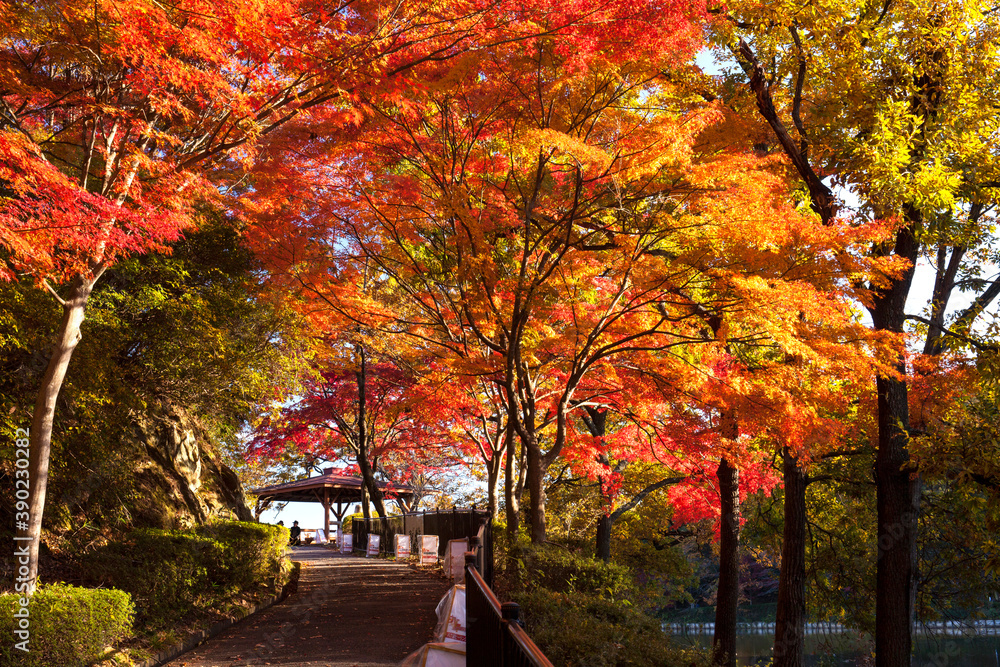Fototapeta premium 八丁湖 モミジ紅葉