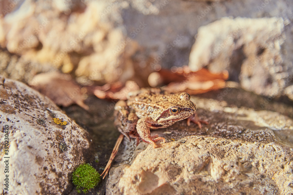 A frog, Slightly blurred in the sunlight, sits on the rocks.
