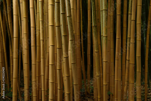 Bambou jaune