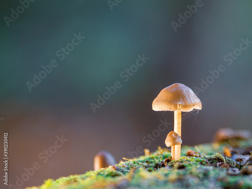 Wallpaper Mural some small tree fungi grow on a dead tree trunk Torontodigital.ca