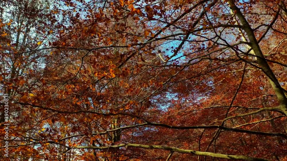 Bosco di alberi di faggio durante il foliage d'autunno, Italia - Forest of beech trees during autumn foliage, Italy Bosco di alberi di faggio durante il foliage d'autunno, Italia - Forest of beech trees during autumn foliage, Italy