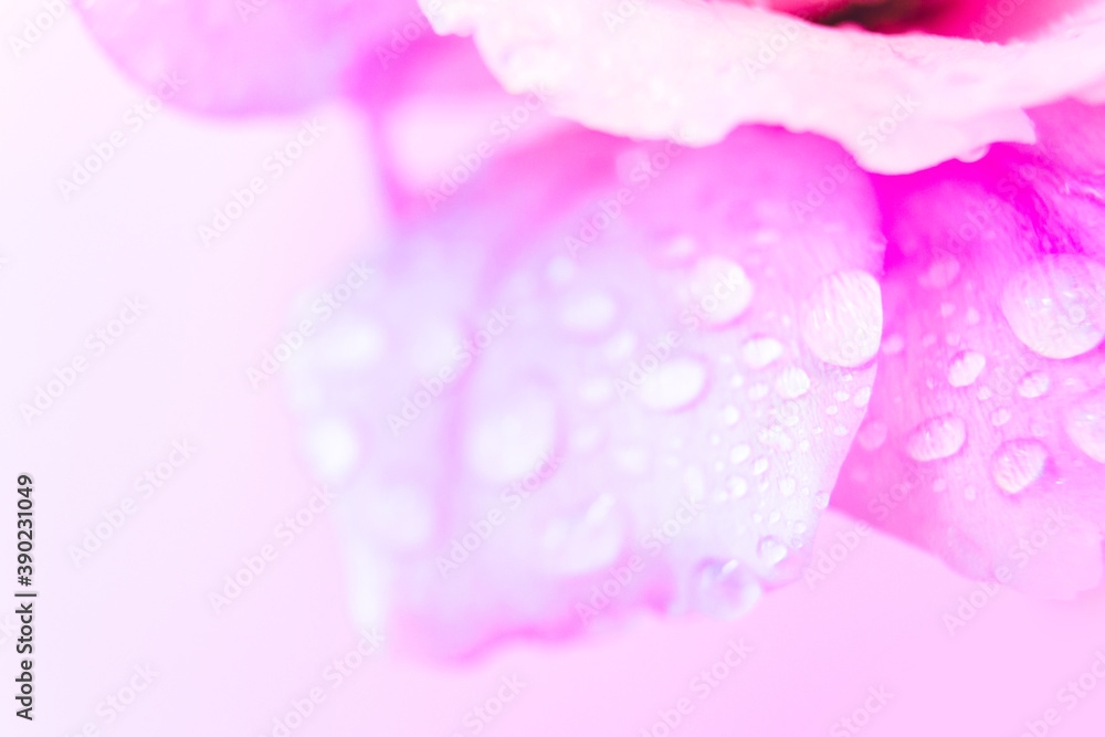 Bluming eustoma flower with dew water drops in neon light. lisianthus macro banner template with copy space