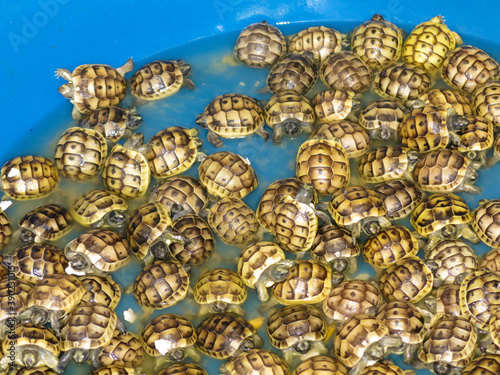 Tens of new born turtles in a basin. Land tortoise are 7 days old only. Land turtles are in tank with some water. Cute baby animals.