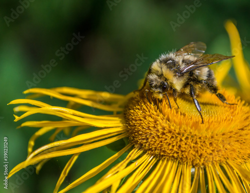 Bee collecting nectar from a beautiful flower