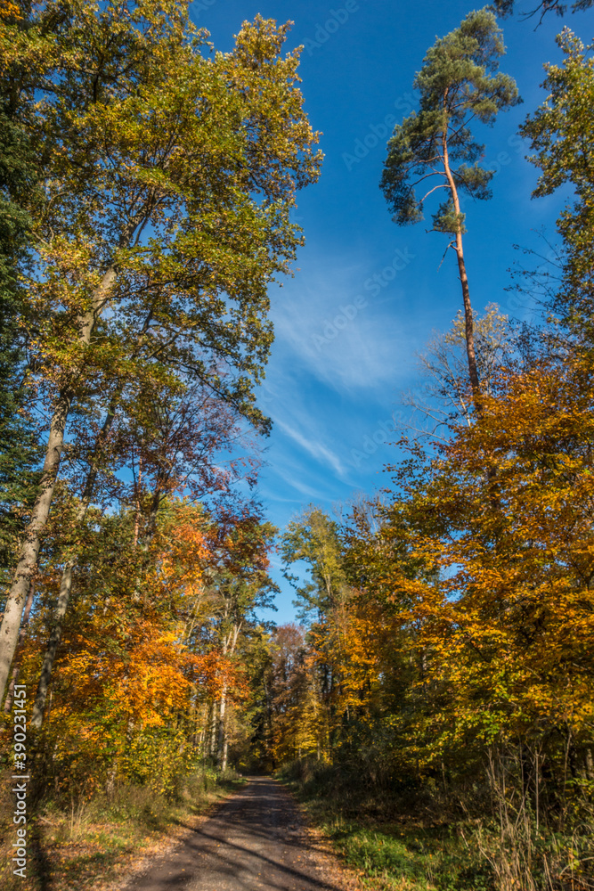 Herbstliche Bäume im Mischwald Herbstliche Bäume im Mischwald