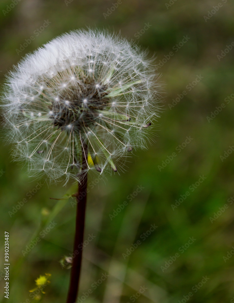 Fototapeta premium A beautiful dandelion flower