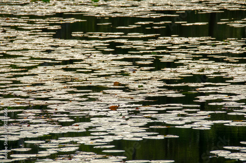 Scene of lily pads sitting on the water in Markische Schweiz Buckow Brandenburg Germany photo