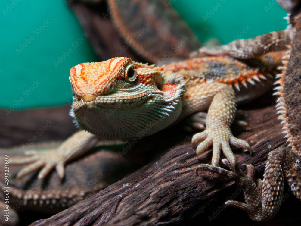 Naklejka premium Close-up horizontal front view portrait photo of an white-orange lizard resting quiet on a tree branch in a zoo