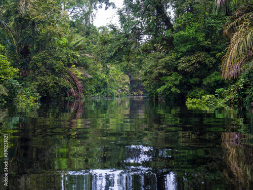 Selva tropical en el canal de Tortuguero en Costa Rica, photo