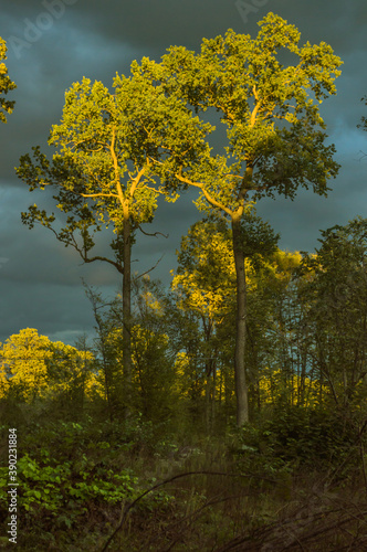 Fototapeta Naklejka Na Ścianę i Meble -  Majestic trees with a storm background