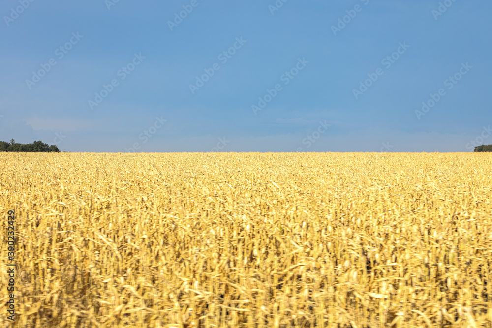 Naklejka premium A field with golden ripe corn and a blue sky with clouds above it