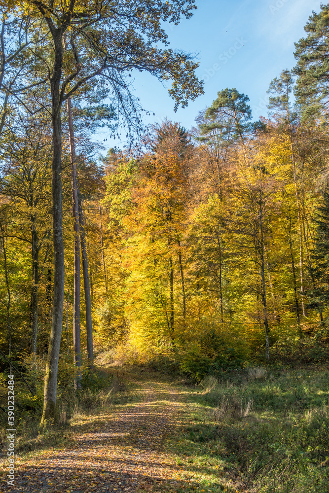 Obraz premium Waldweg im Herbst