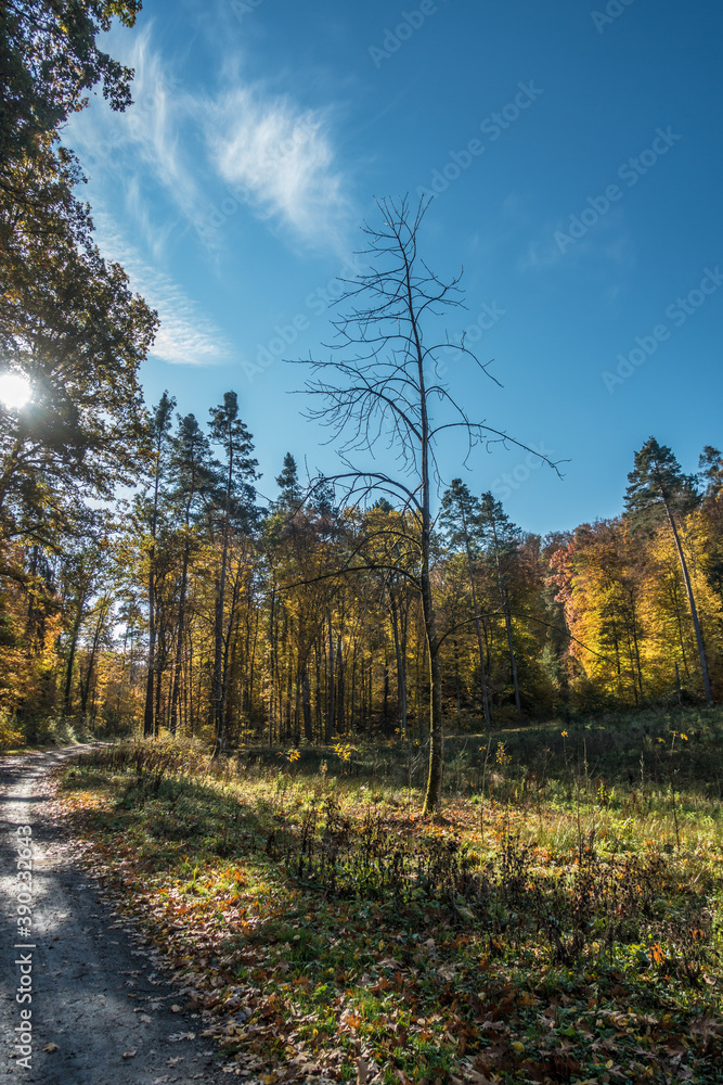 Fototapeta premium Wiederaufforstung nach Rodung im Mischwald