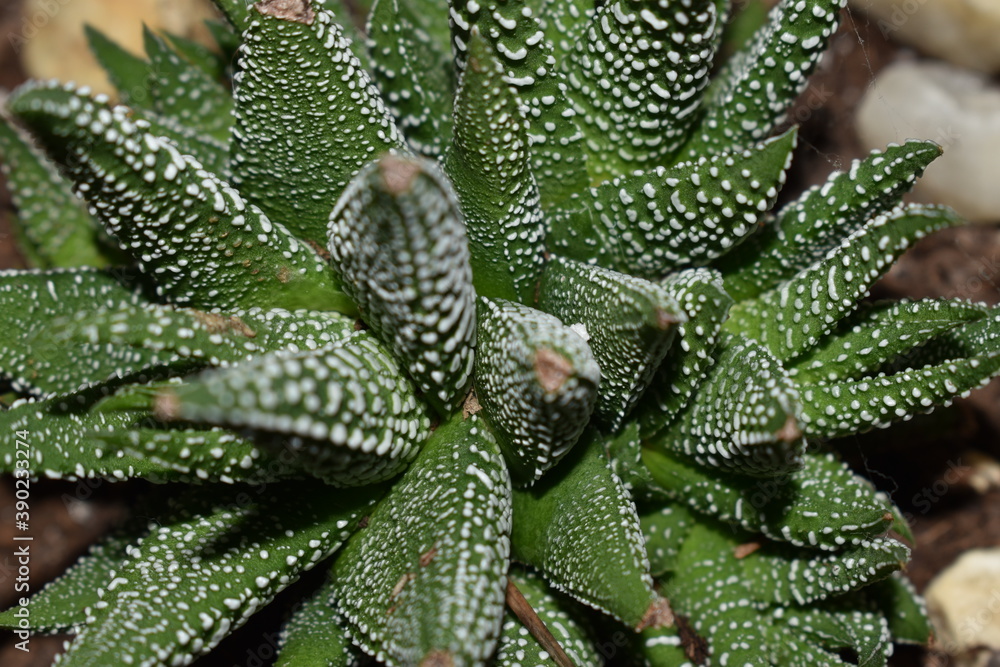 aloe vera plant aloe vera plant