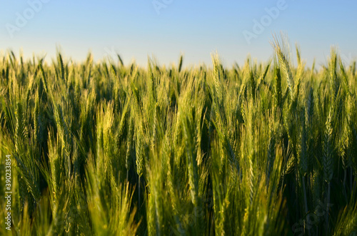 View on of young green wheat crop on the sunset. Farm  production of flour  bread and bakery products. Agricultural landscape  background  textures  abstract 
