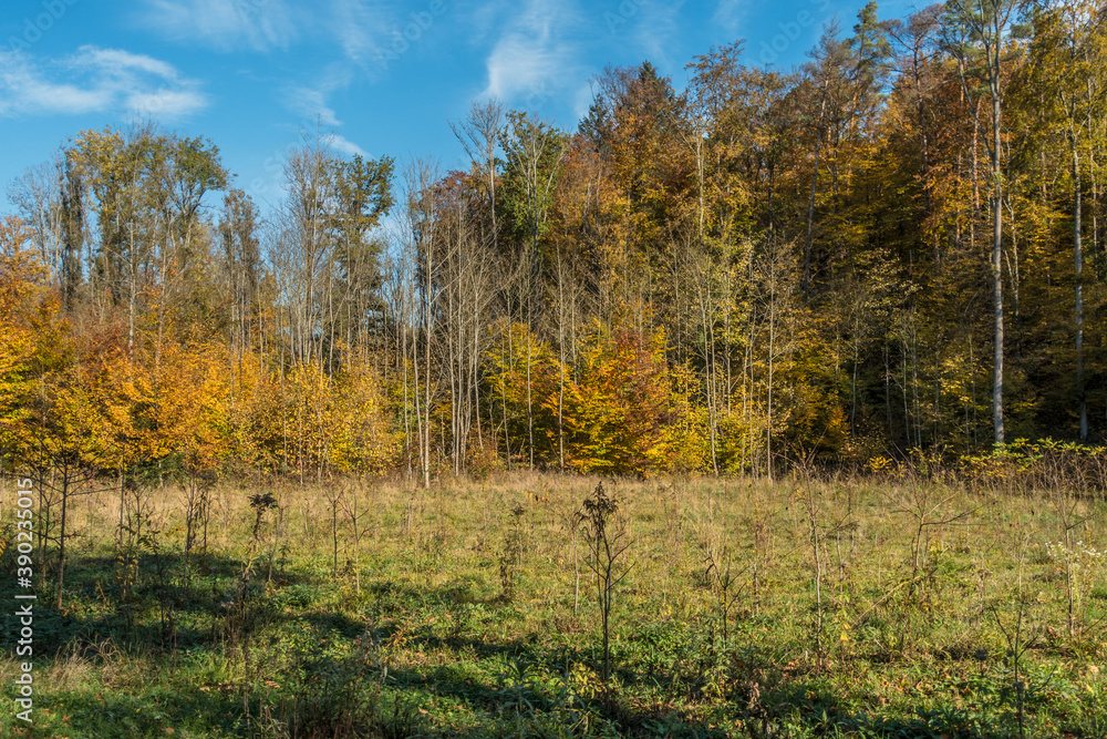 Wiederaufforstung von Jungbäumen im Mischwald