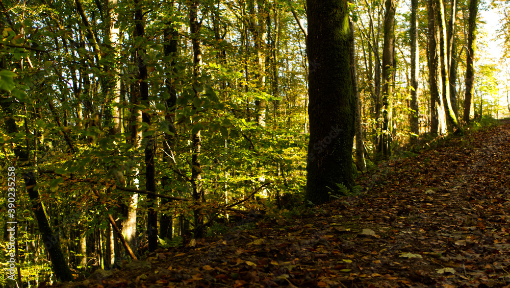 Forest views of tree trunks and leaves in autumnal light Forest views of tree trunks and leaves in autumnal light