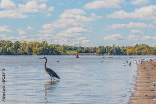 Blue heron wading in lake near forest in park in autumn while fishing