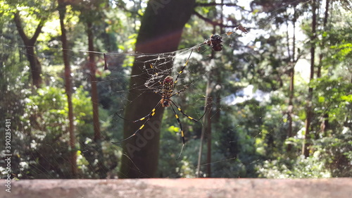 Joro spider and it's web