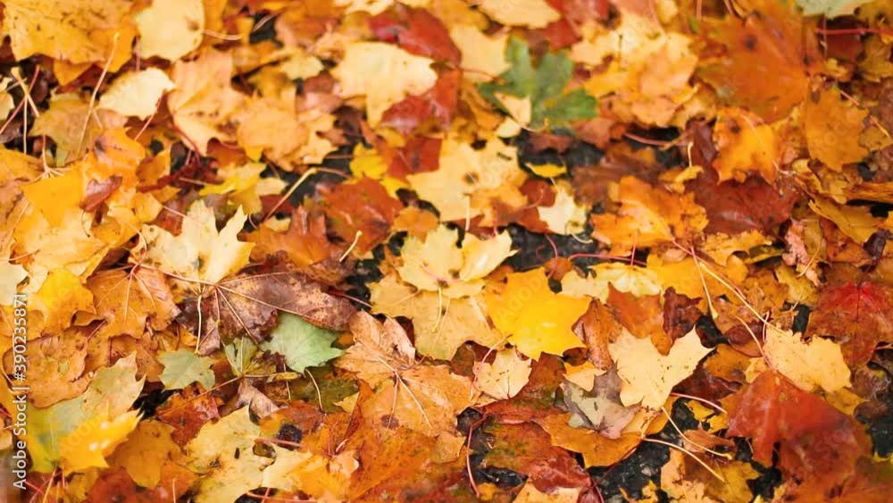 View from above of autumn wet yellow maple leaves lie on ground background. Autumn mood, carpet of yellow leaves View from above of autumn wet yellow maple leaves lie on ground background. Autumn mood, carpet of yellow leaves