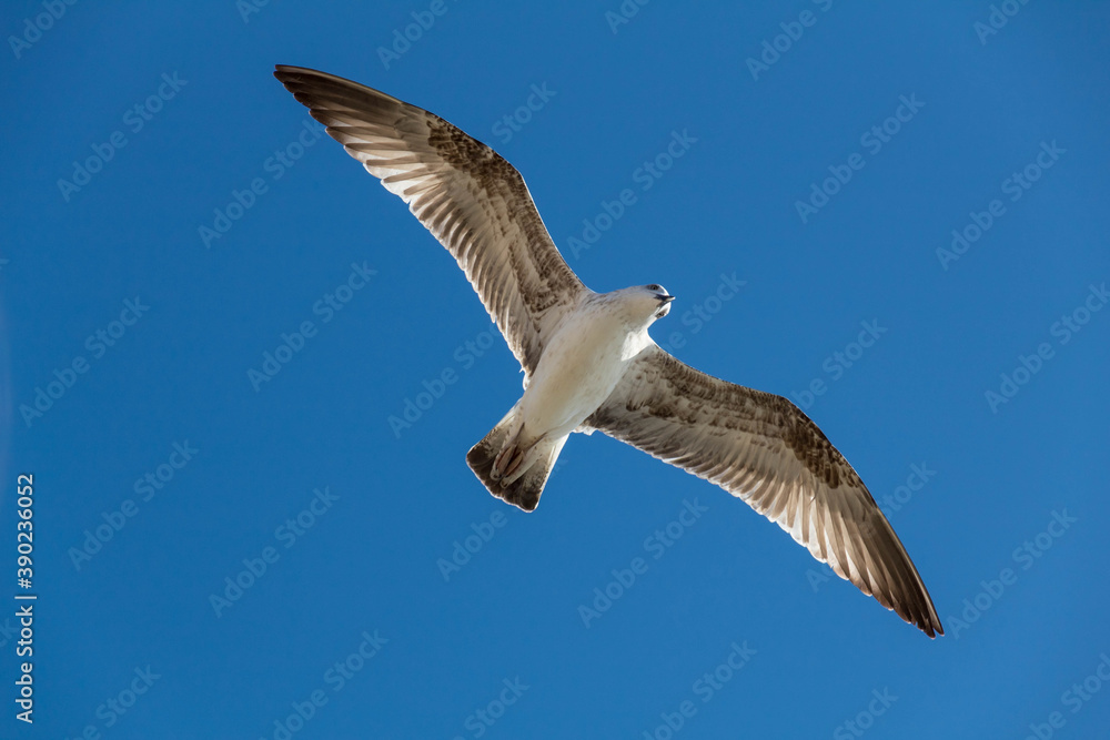 Obraz premium Gabbiano del Caspio