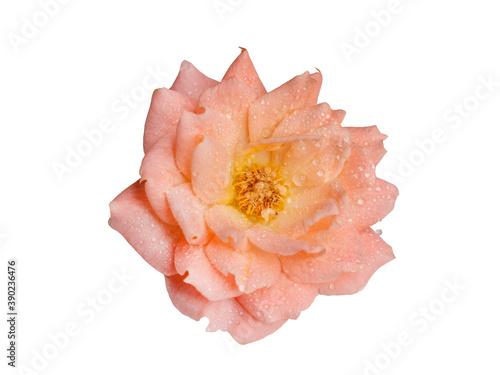 Cream-colored rose isolated on white background. Beautiful still life. Spring time. Flat lay, top view.