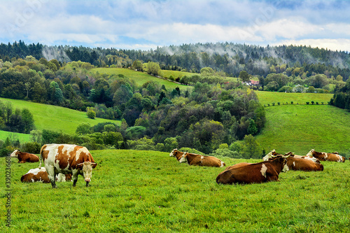 Fototapeta Naklejka Na Ścianę i Meble -  cows in the meadow, beautiful landscape of fields and mountains, Poland