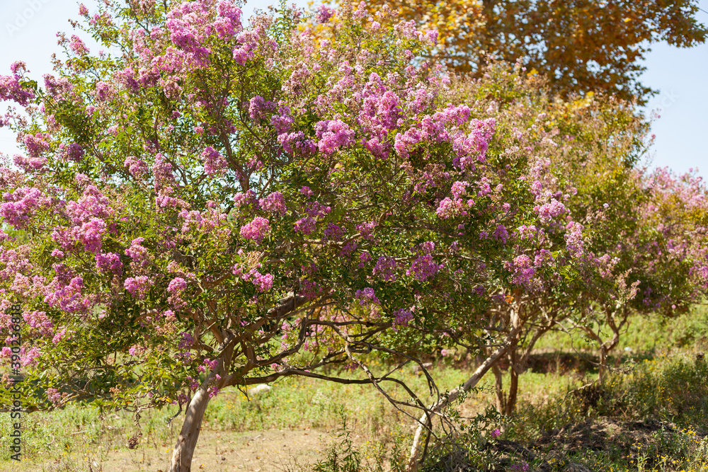 Tree with pink flowers, used as a background Tree with pink flowers, used as a background