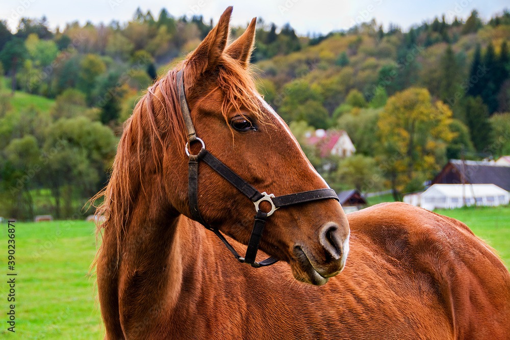 Naklejka premium beautiful brown horse in the meadow