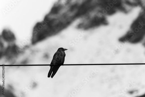 Raven on a wire in the mountain - Méribel Alps
